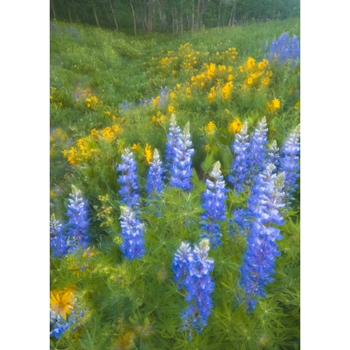 CO, Crested Butte Lupines and sunflowers, spring